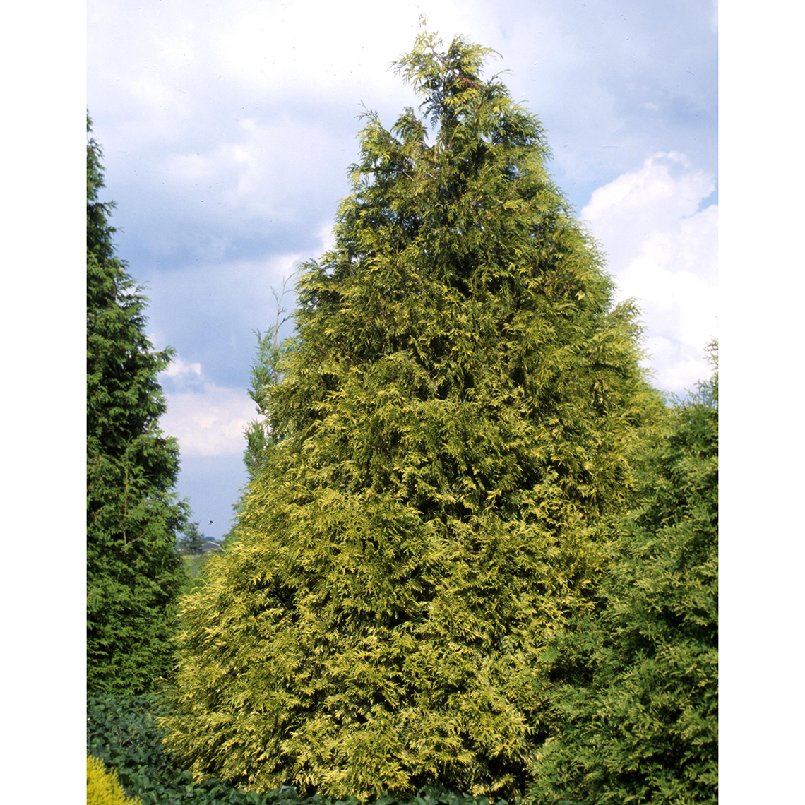 Zebrina Thuja Spring Meadow Wholesale Liners Spring Meadow Nursery 1325